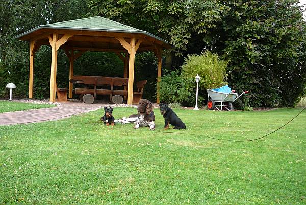 Hundeauslauf und Welpen-Aufzuchtsttte