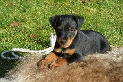 Aufzucht und frühe Prägung Bild 05