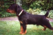 Kalle von Stemmer Bild 03